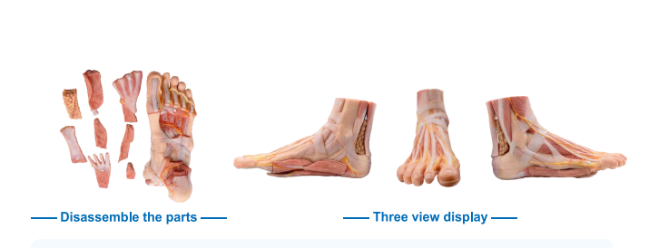 high realistic foot anatomy model