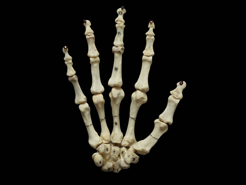 real human hand bones