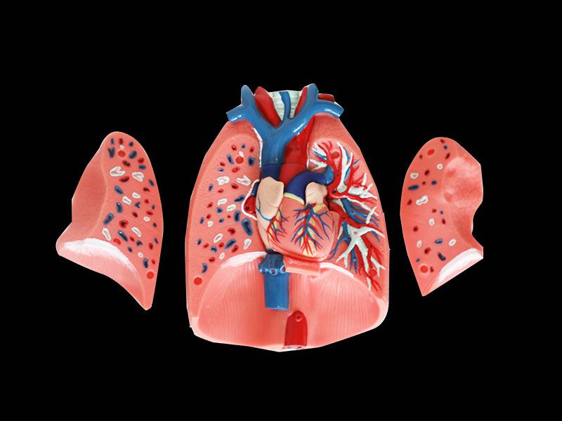 Human Respiratory System Soft Silicone Anatomy Model