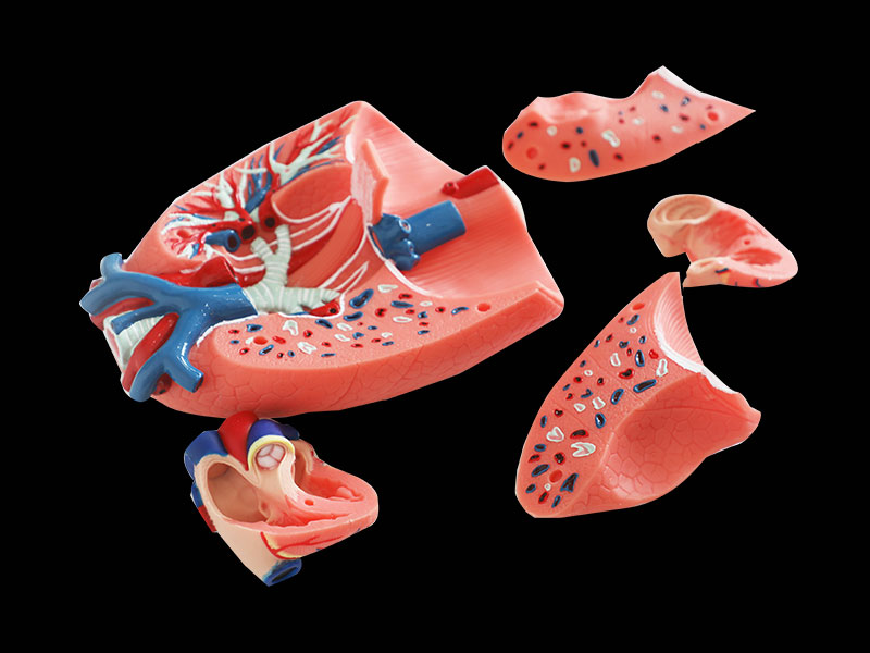 Human Respiratory System Silicone Anatomy Model