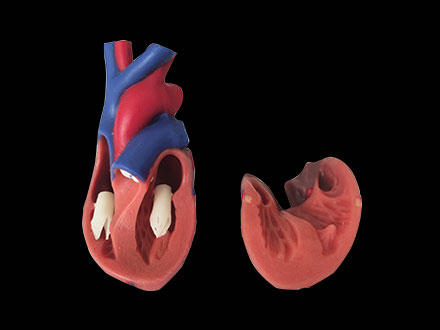 Human Soft Silicone Normal Heart Anatomy Model