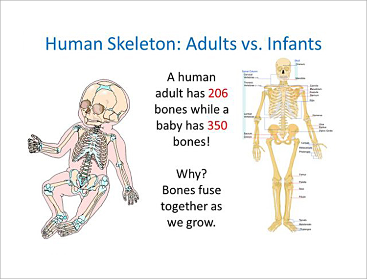 human-skeleton