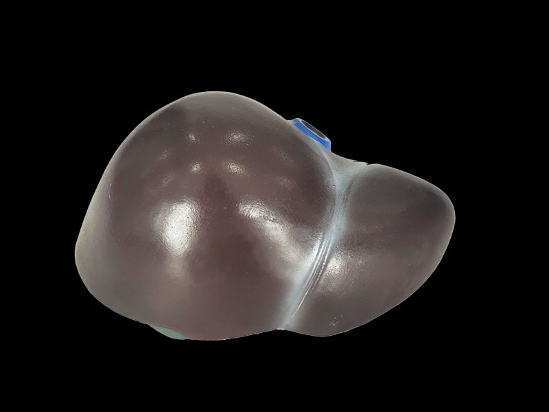 human soft silicone anatomy model