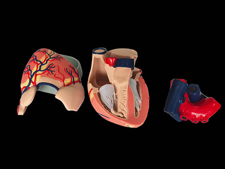 human soft silicone heart anatomy model for sale