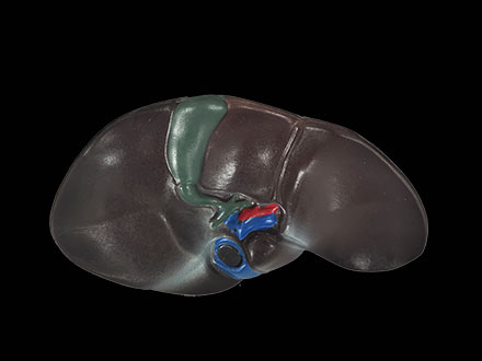 human soft silicone liver model