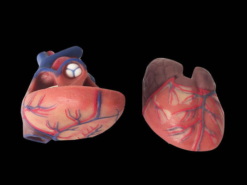 human soft silicone normal heart anatomy model