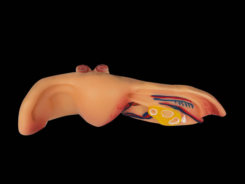 human soft silicone uterus anatomy model