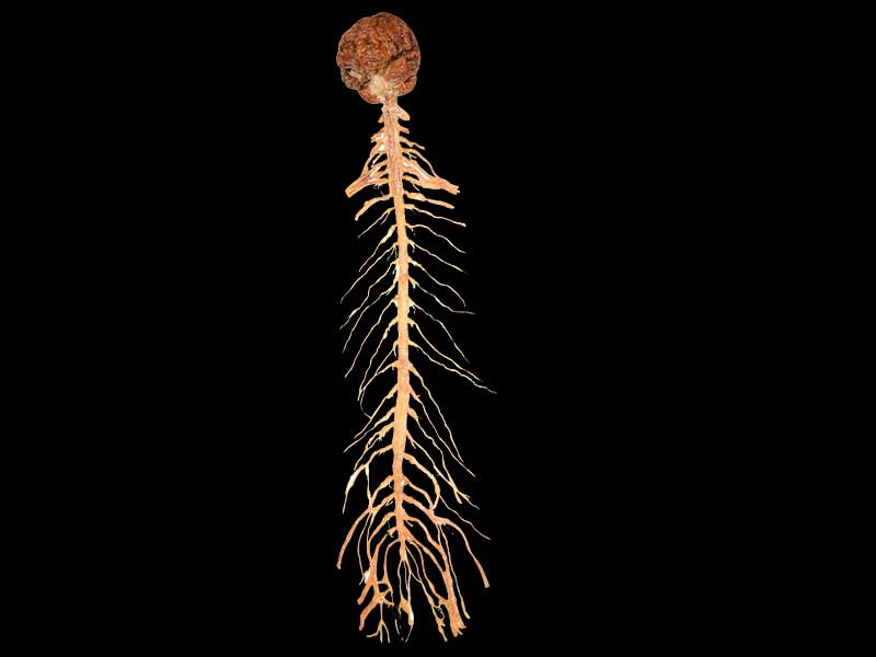 brain and spinal cord