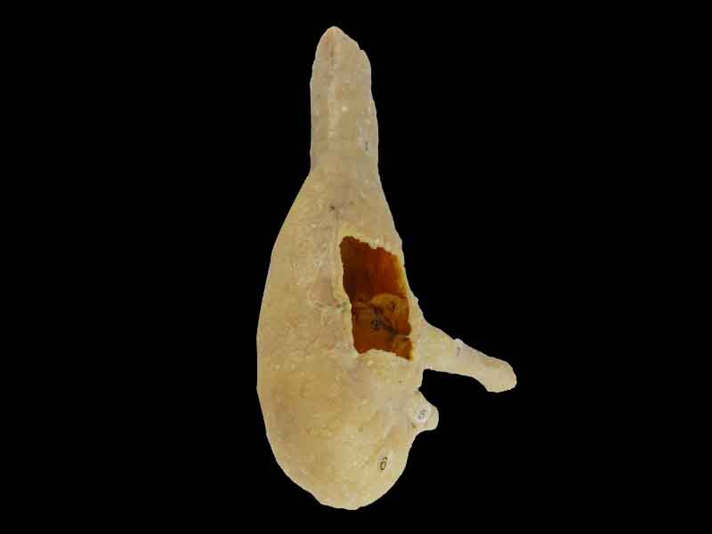 Cecum ileum and appendix plastinated specimen