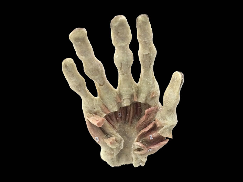 deep muscle of human hand teaching specimen