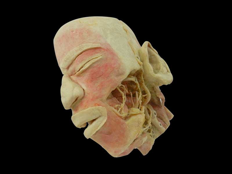 Deep vascular nerve of head and face
