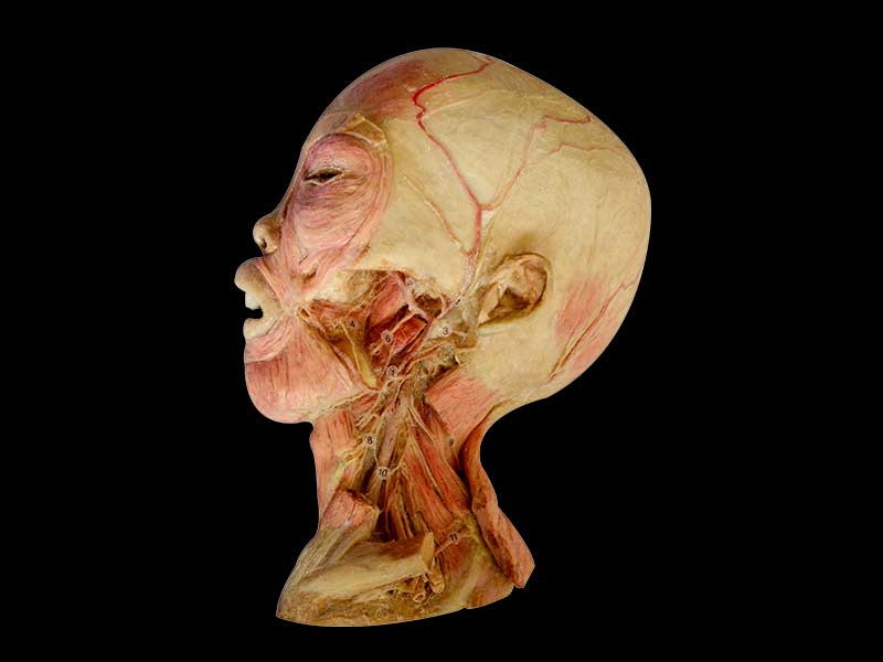 Deep vascular nerve of head and neck