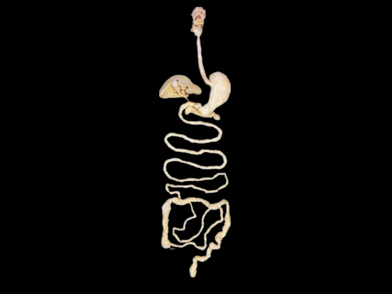 Digestive system plastinated specimens(types of medical specimens) 