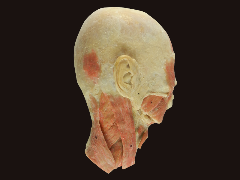 head and neck sagittal section for teaching