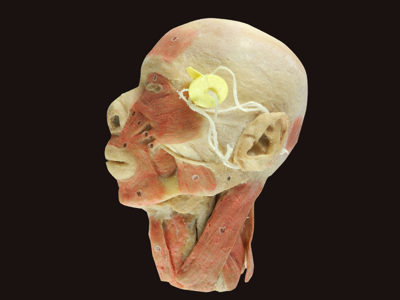 head and neck sagittal section specimen