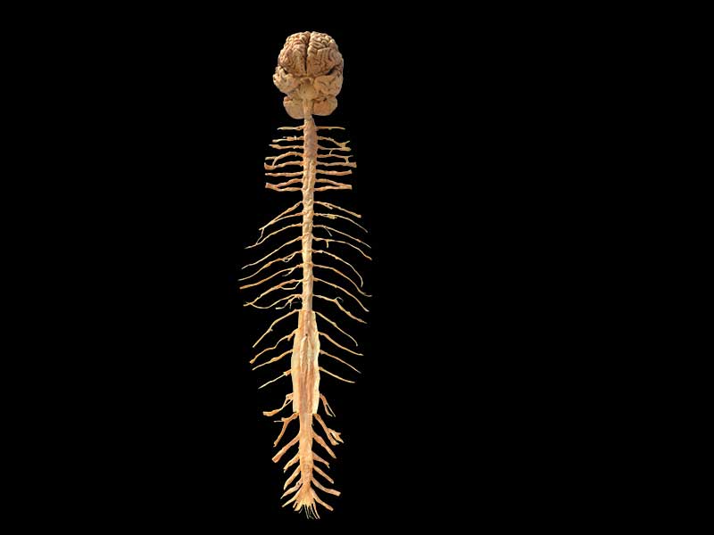 Human brain and spinal cord plastinated specimen
