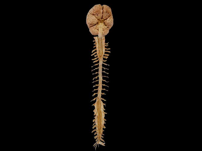 Human brain and spinal cord