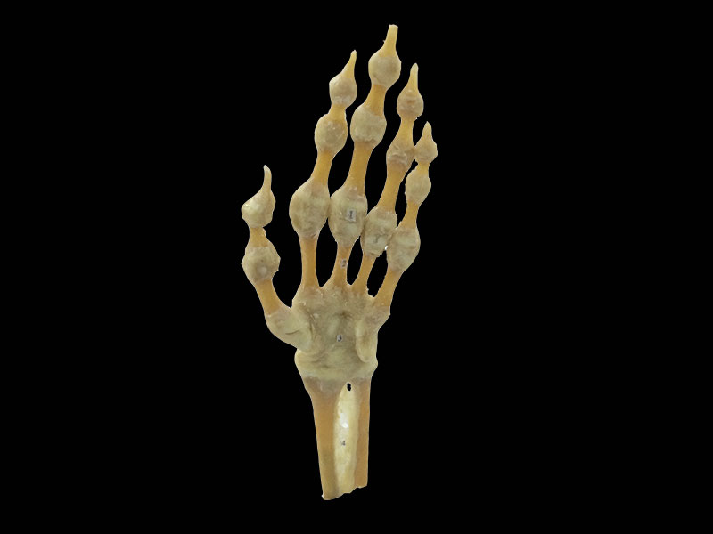 human hand joint specimen