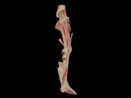 human lower limb plastinated specimen