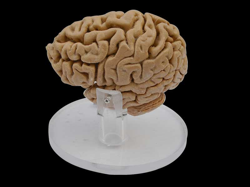 Human pituitary and pineal gland