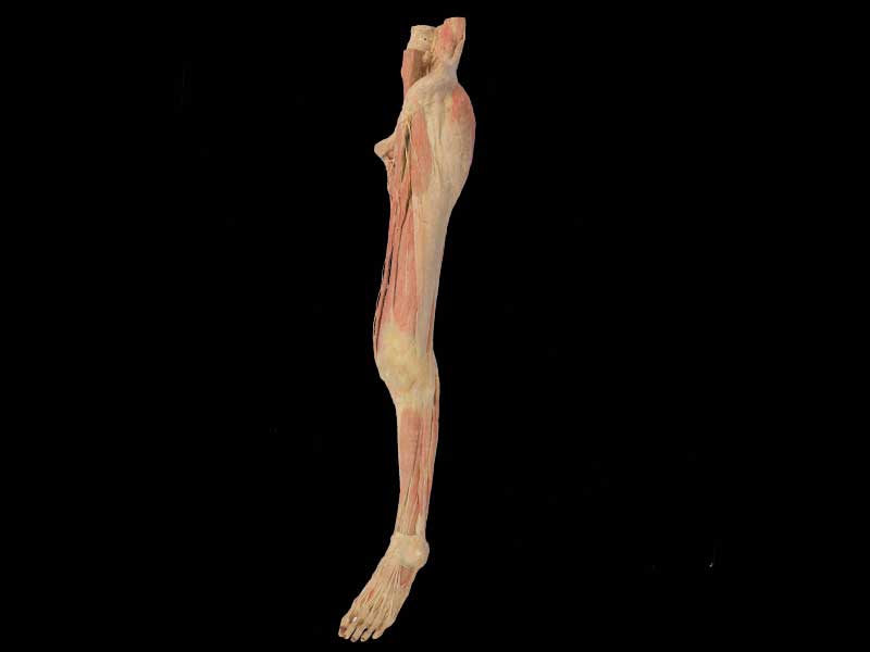Human superficial vein and nerve of lower limb plastination