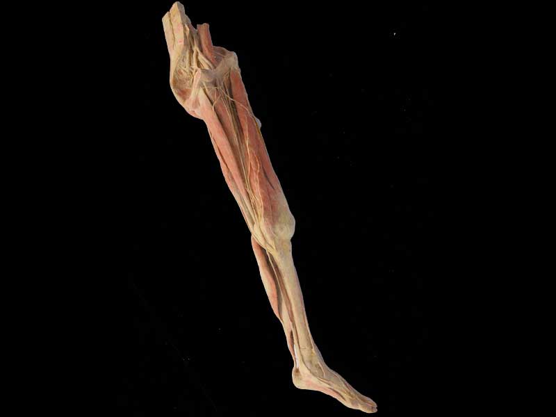 Human superficial vein and nerve of lower limb