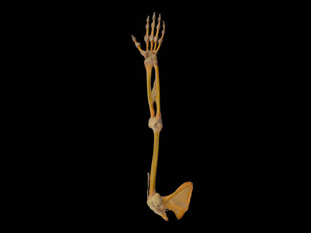 Joints of upper limb plastinated specimen