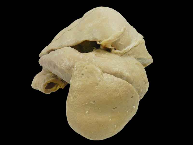 Liver stomach and spleen for sale