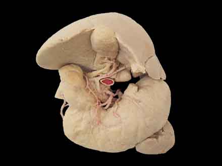 Liver stomach pancreas spleen and duodenum