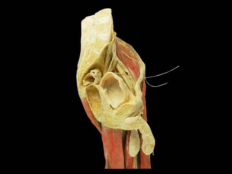 25cm  hip-mid leg specimen for sale