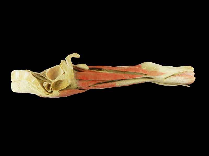 25cm  hip-mid leg teaching specimen