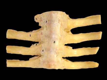 articulationes costovertebrales