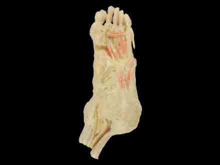 deep muscle of foot plastinated specimen