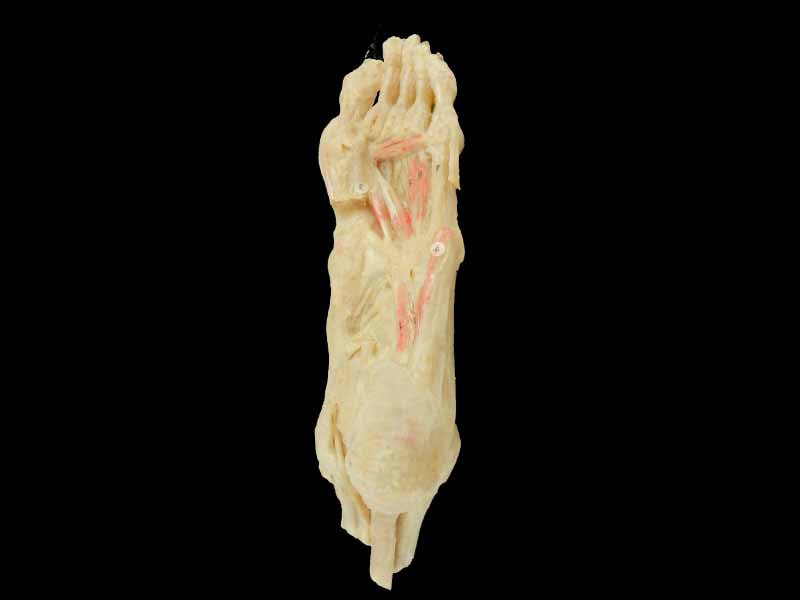 deep muscle of foot specimen