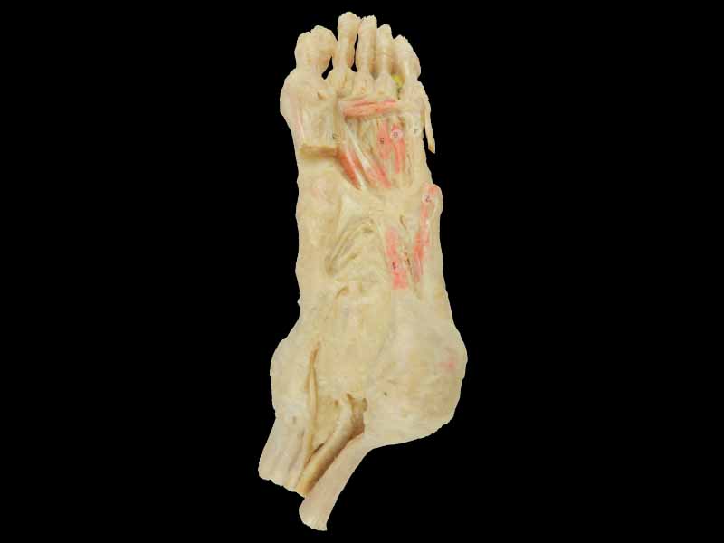 deep muscle of foot