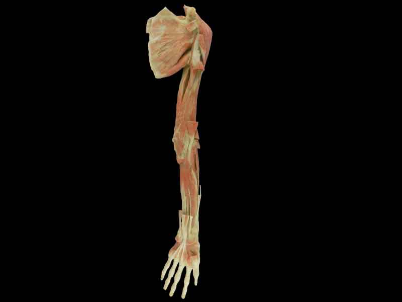 deep muscles of upper limb with shoulder