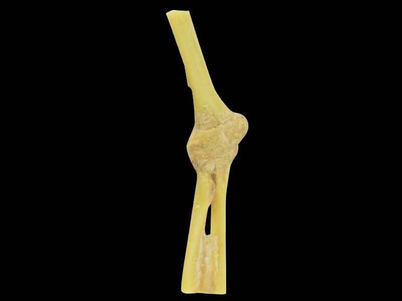 Elbow joint