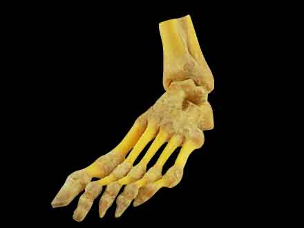 foot joint plastinated specimen