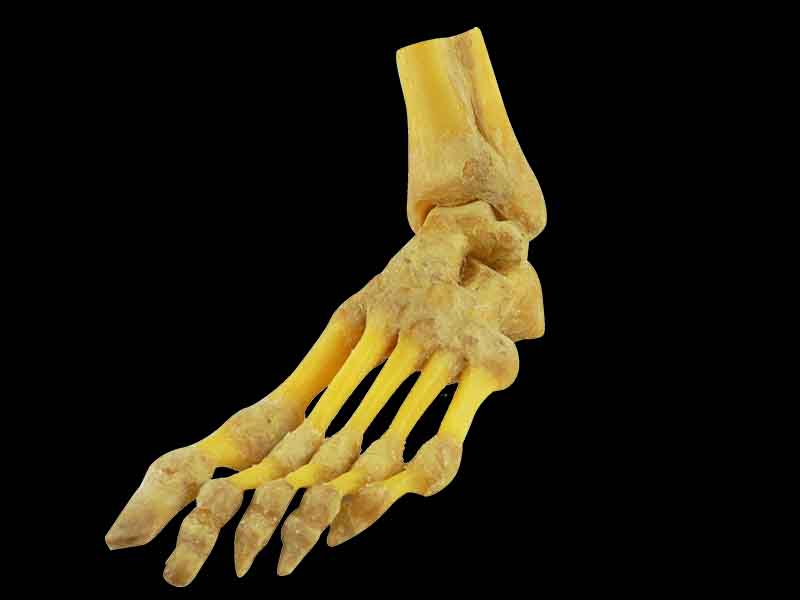 foot joint specimen