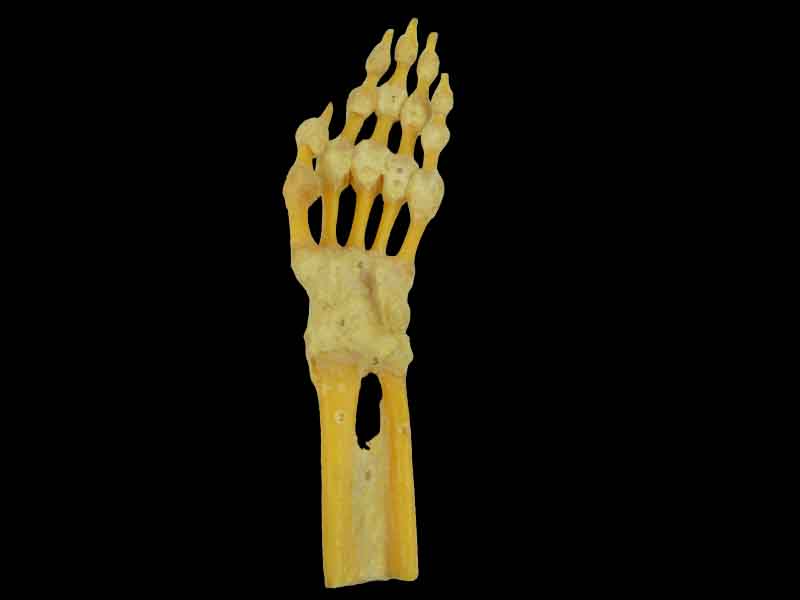 hand joint specimen for sale