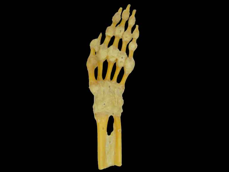 hand joint specimen