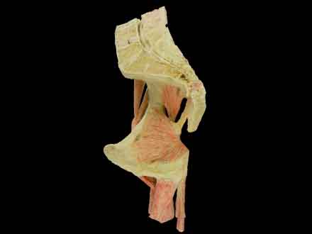 Hip joint (sagittal section)