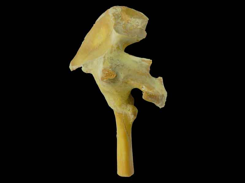 Hip joint specimen for sale