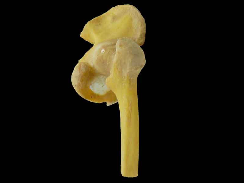 Hip joint specimen