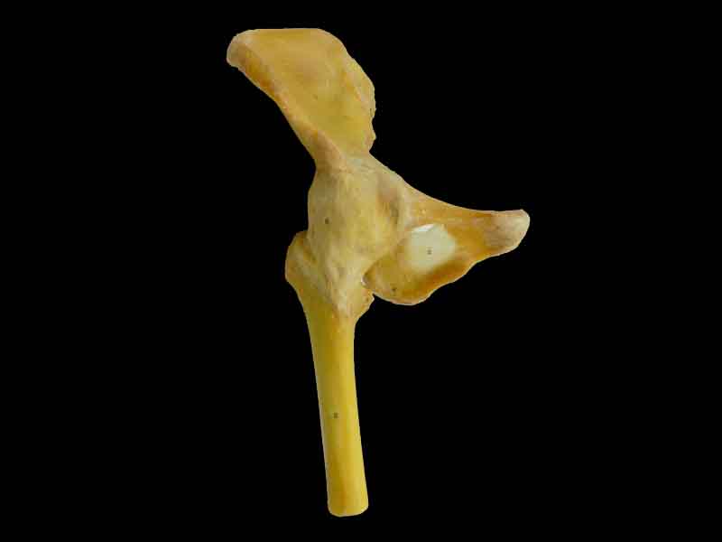 Hip joint teaching specimen