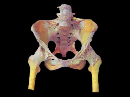 Hip joint with pelvis plastinated specimens( plastinated human ) 