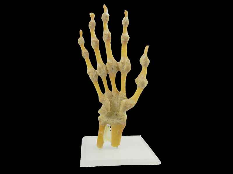 human hand joint specimen