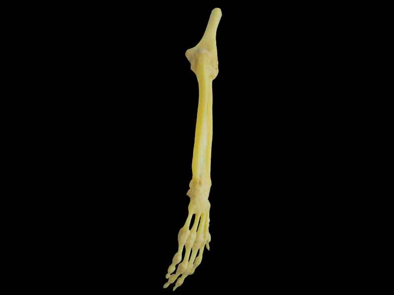 Joints of the upper limb specimen