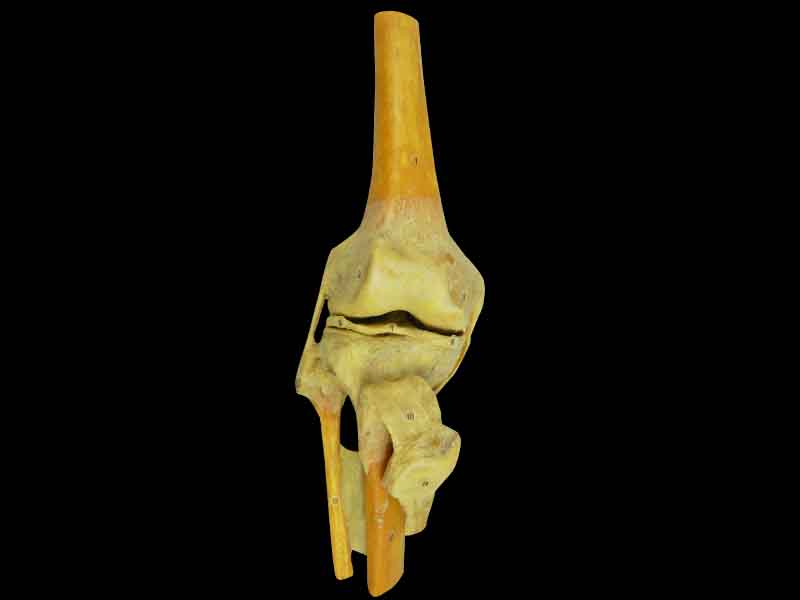 knee joint specimen