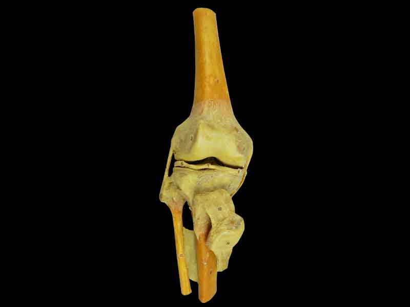 knee joint teaching specimen